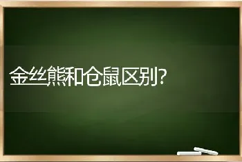 金丝熊和仓鼠区别？