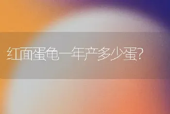 红面蛋龟一年产多少蛋？