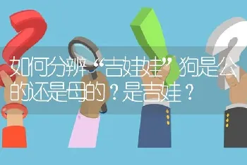 如何分辨“吉娃娃”狗是公的还是母的？是吉娃？