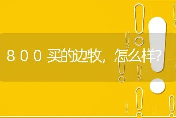 800买的边牧，怎么样？