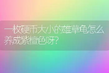 一枚硬币大小的雄草龟怎么养成紫檀色呀？