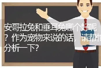 安哥拉兔和垂耳兔哪个好呢？作为宠物来说的话，请帮忙分析一下？