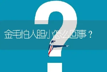 金毛怕人胆小怎么回事？