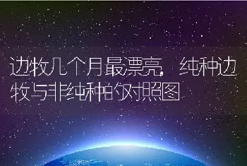 边牧几个月最漂亮，纯种边牧与非纯种的对照图