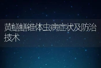 黄鳝鳝锥体虫病症状及防治技术