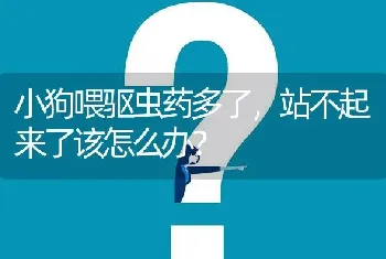 小狗喂驱虫药多了，站不起来了该怎么办？