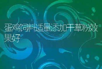 蛋鸡饲料适量添加干草粉效果好