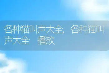 各种猫叫声大全，各种猫叫声大全 播放