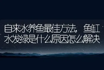 自来水养鱼最佳方法，鱼缸水发绿是什么原因怎么解决