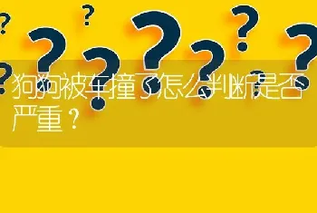 狗狗被车撞了怎么判断是否严重？