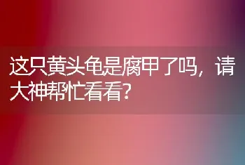 这只黄头龟是腐甲了吗，请大神帮忙看看？