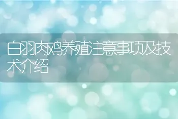 白羽肉鸡养殖注意事项及技术介绍