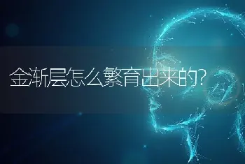 拉布拉多放养好还是笼养好？