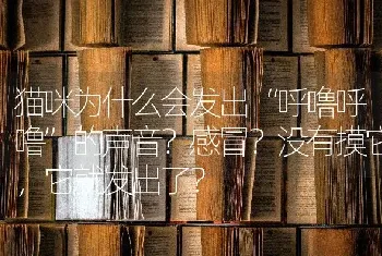 猫咪为什么会发出“呼噜呼噜”的声音？感冒？没有摸它，它就发出了？