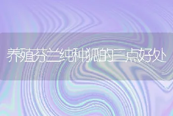 养殖芬兰纯种狐的三点好处