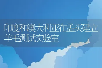 印度和澳大利亚在孟买建立羊毛测试实验室