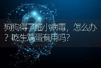 狗狗得了细小病毒，怎么办？吃生鸡蛋有用吗？