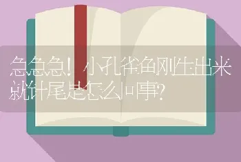 急急急！小孔雀鱼刚生出来就针尾是怎么回事？