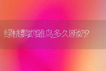 绿桃鹦鹉雏鸟多久断奶？