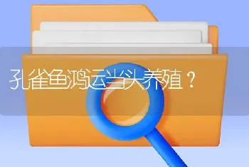 孔雀鱼鸿运当头养殖？