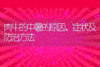 肉牛的中暑的原因、症状及防治方法