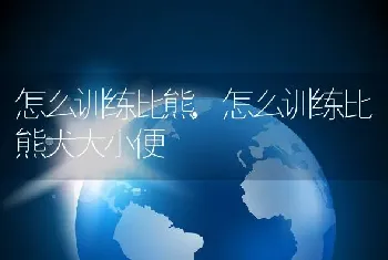 怎么训练比熊，怎么训练比熊犬大小便