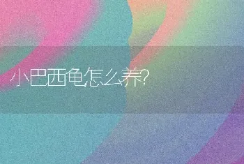 小巴西龟怎么养？