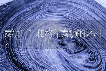 朋友因怀孕，把养了一年的龙猫送给我，怎么样让成年龙猫适应新环境新主人？