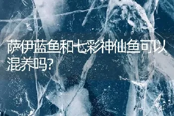 萨伊蓝鱼和七彩神仙鱼可以混养吗？