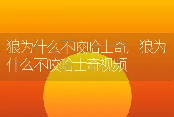 狼为什么不咬哈士奇，狼为什么不咬哈士奇视频