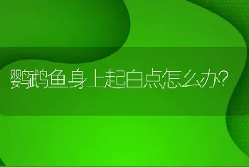 鹦鹉鱼身上起白点怎么办？