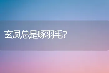 玄凤总是啄羽毛？