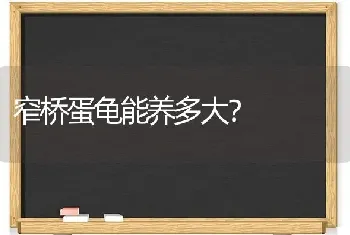 窄桥蛋龟能养多大？