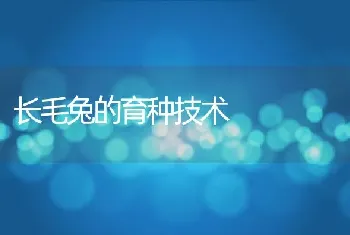 长毛兔的育种技术