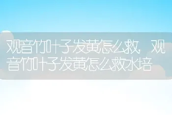 观音竹叶子发黄怎么救，观音竹叶子发黄怎么救水培