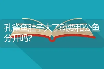 孔雀鱼肚子大了就要和公鱼分开吗？