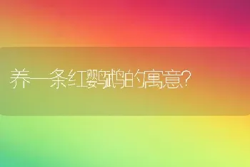 养一条红鹦鹉的寓意？