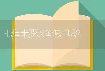 七厘米罗汉鱼怎样喂？