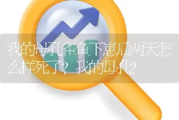 我的母孔雀鱼下崽后两天怎么样死了？我的母孔？