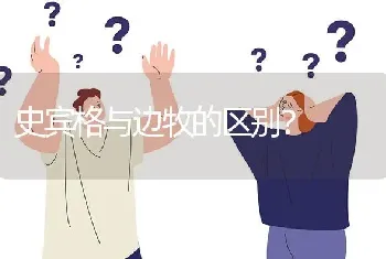 史宾格与边牧的区别？