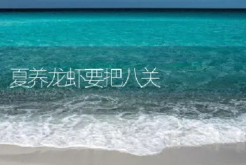 夏养龙虾要把八关