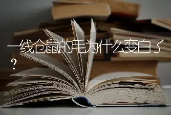 一线仓鼠的毛为什么变白了？