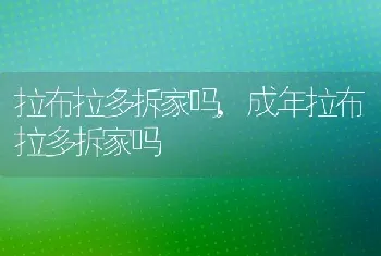 拉布拉多拆家吗，成年拉布拉多拆家吗