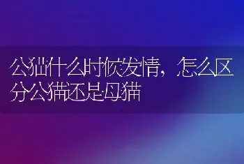 公猫什么时候发情，怎么区分公猫还是母猫