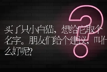 买了只小白猫，想给它取个名字。朋友们给个建议，叫什么好呢？