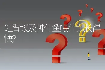 红背埃及神仙鱼喂什么长得快？