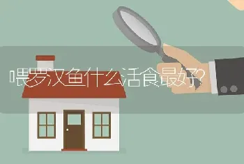 喂罗汉鱼什么活食最好？