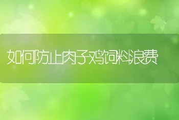 如何防止肉子鸡饲料浪费