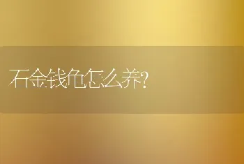 石金钱龟怎么养？