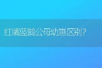 红嘴蓝鹊公母幼崽区别？